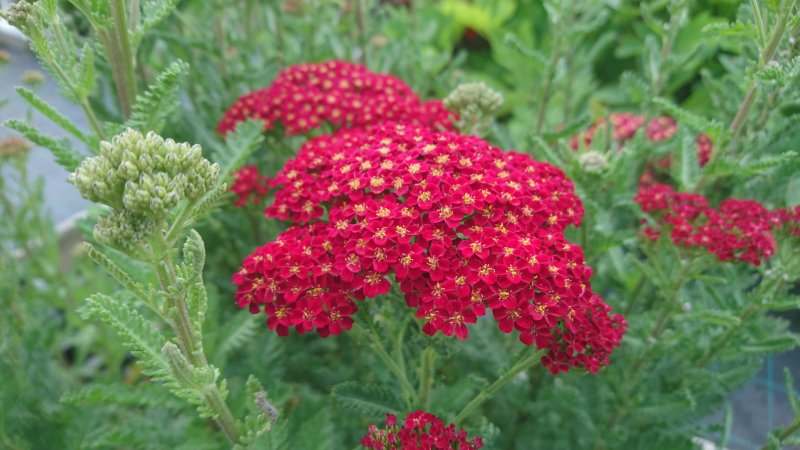 Achillea millefolium 'Red Velvet' Тысячелистник обыкновенный